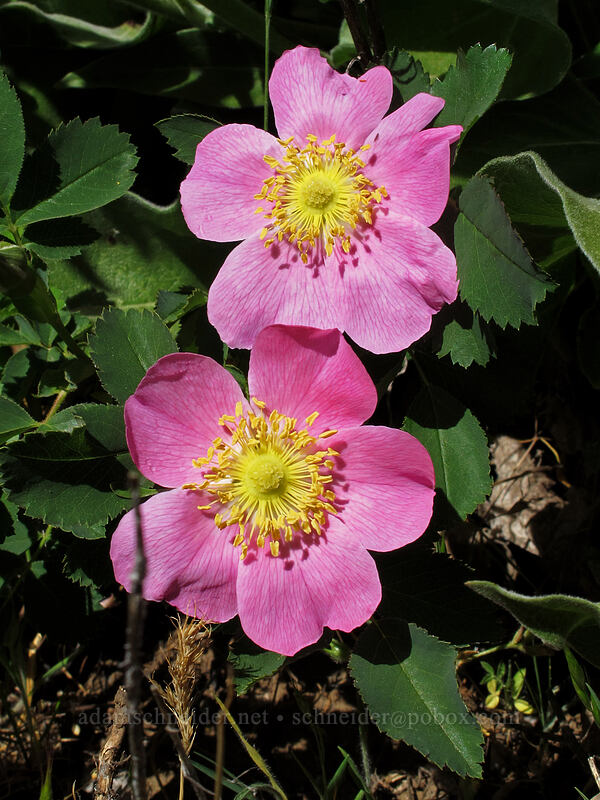 Nootka roses (Rosa nutkana) [Tom McCall Point, Wasco County, Oregon]