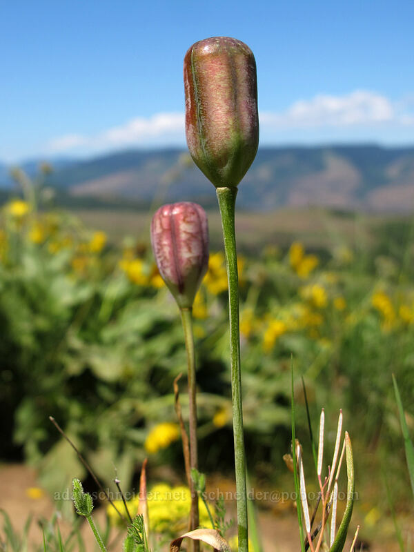 yellow bells seed-pods (Fritillaria pudica) [Tom McCall Point Trail, Wasco County, Oregon]