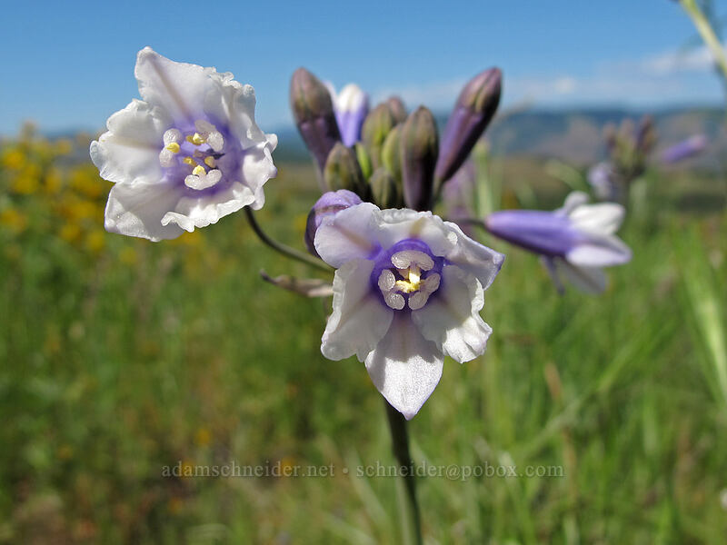 bi-colored cluster lily (Triteleia grandiflora var. howellii (Brodiaea bicolor)) [Tom McCall Point Trail, Wasco County, Oregon]