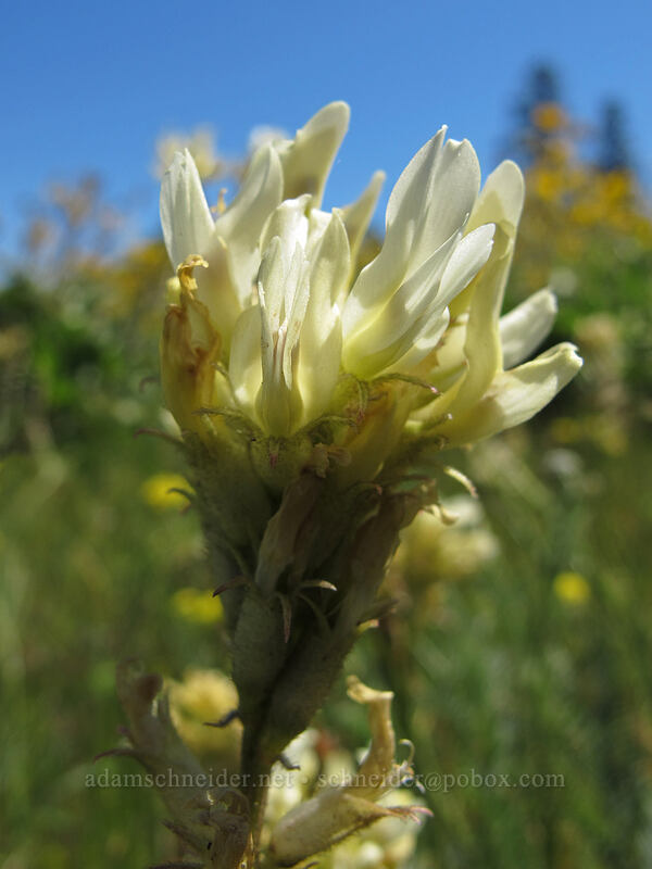 Hood River milk-vetch (Astragalus hoodianus) [Tom McCall Point Trail, Wasco County, Oregon]