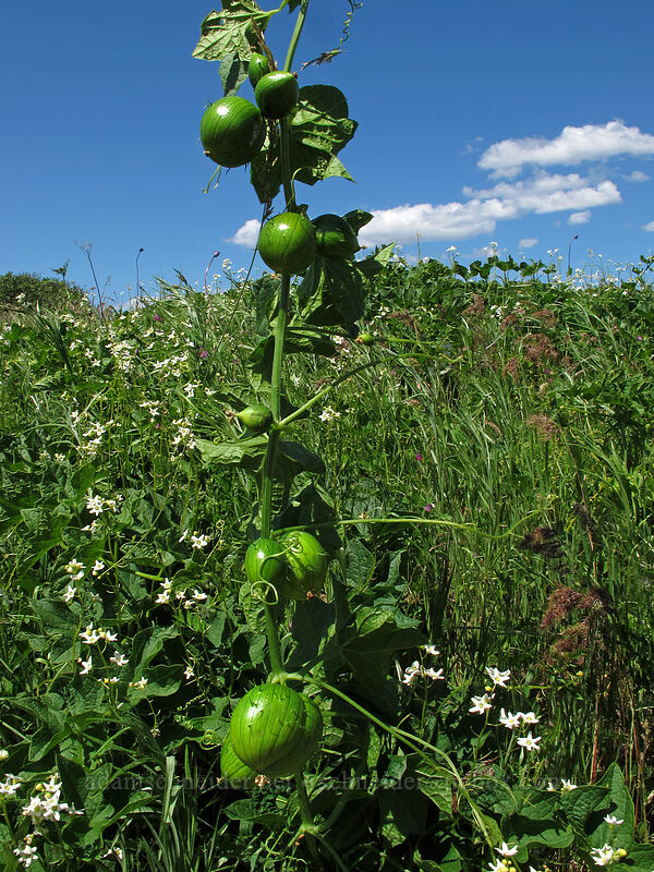 manroot (wild cucumber) fruit (Marah oregana (Marah oreganus)) [Rowena Plateau, Wasco County, Oregon]