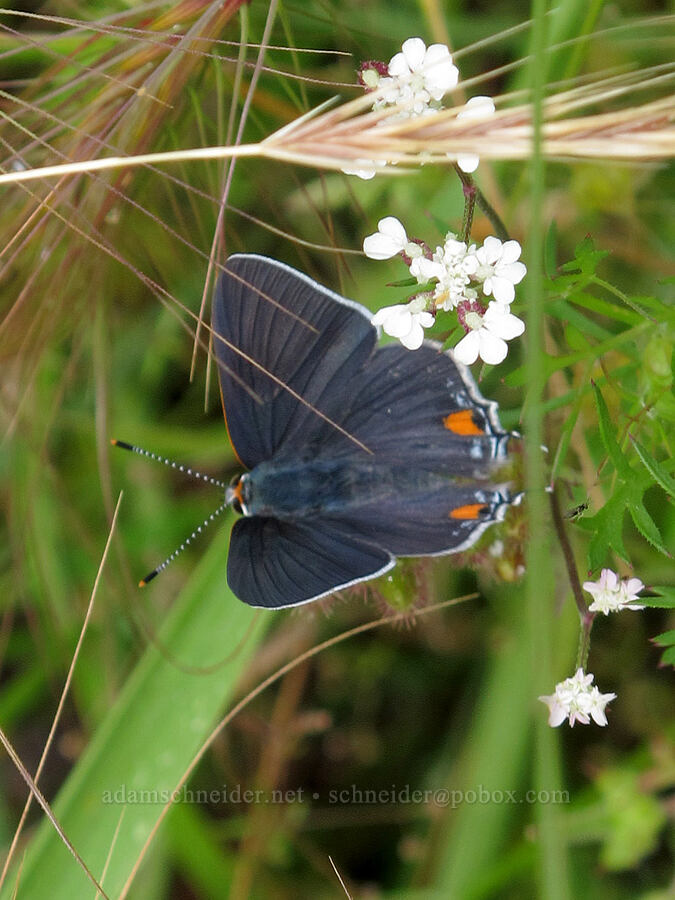 gray hairstreak butterfly (Strymon melinus) [Baskett Slough NWR, Polk County, Oregon]