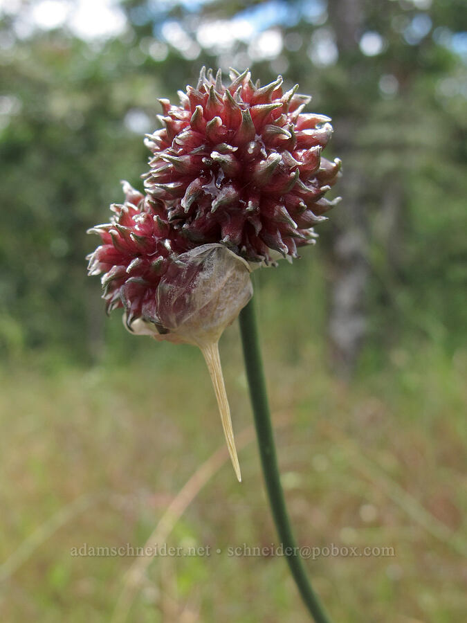 wild garlic (Allium vineale) [Baskett Slough NWR, Polk County, Oregon]