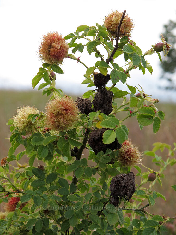 mossy rose galls (Diplolepis rosae) [Baskett Slough NWR, Polk County, Oregon]