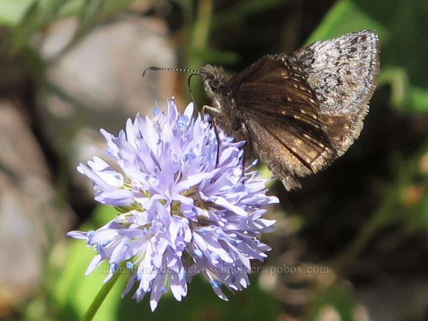 dreamy dusky-wing butterfly on blue-head gilia (Erynnis icelus, Gilia capitata) [Grassy Knoll, Gifford Pinchot National Forest, Skamania County, Washington]