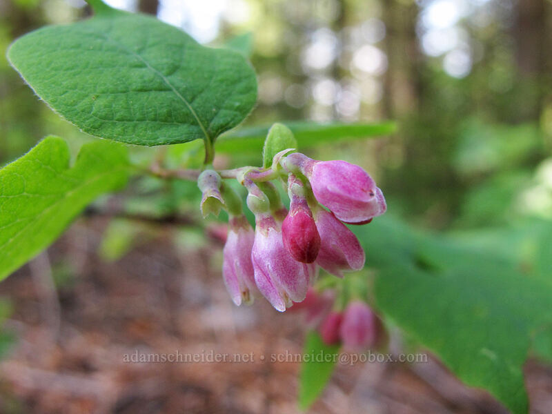trailing snowberry (Symphoricarpos hesperius (Symphoricarpos mollis)) [Forest Road 68, Gifford Pinchot National Forest, Washington]