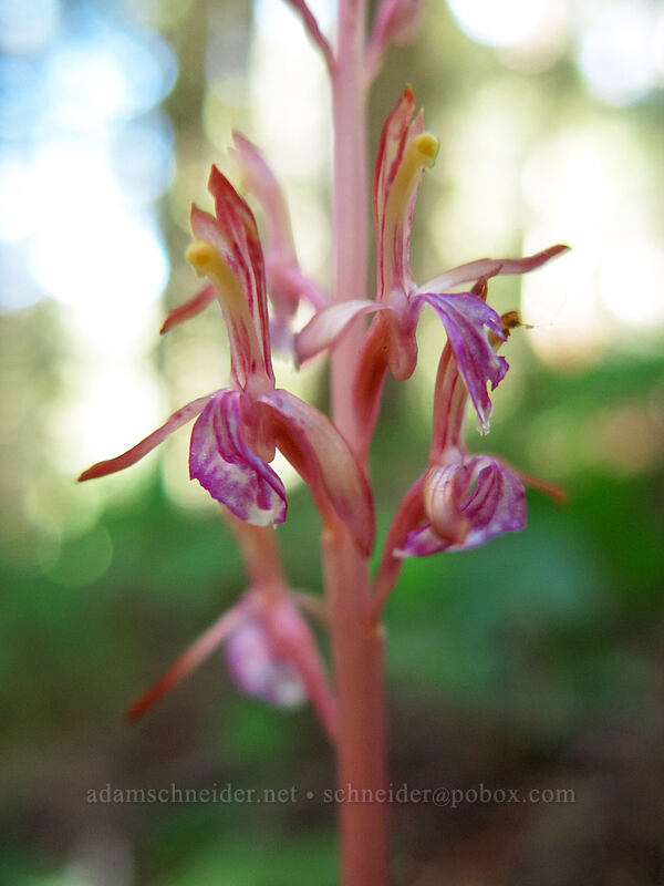 western coral-root orchid (Corallorhiza mertensiana) [Cone Peak Trail, Willamette National Forest, Linn County, Oregon]