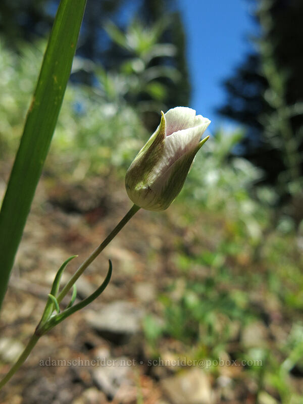 subalpine mariposa lily (Calochortus subalpinus) [Cone Peak Trail, Willamette National Forest, Linn County, Oregon]