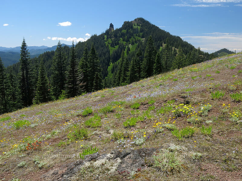 Iron Mountain & wildflowers [Cone Peak Trail, Willamette National Forest, Linn County, Oregon]