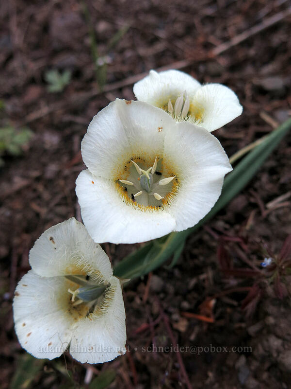 subalpine mariposa lilies (Calochortus subalpinus) [Cone Peak Trail, Willamette National Forest, Linn County, Oregon]