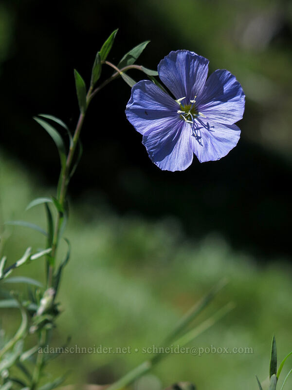 blue flax (Linum lewisii (Linum perenne var. lewisii)) [Cone Peak Trail, Willamette National Forest, Linn County, Oregon]
