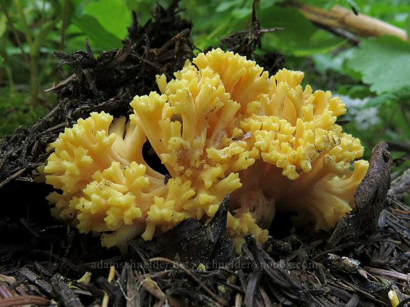 coral fungus [Cone Peak Trail, Willamette National Forest, Linn County, Oregon]