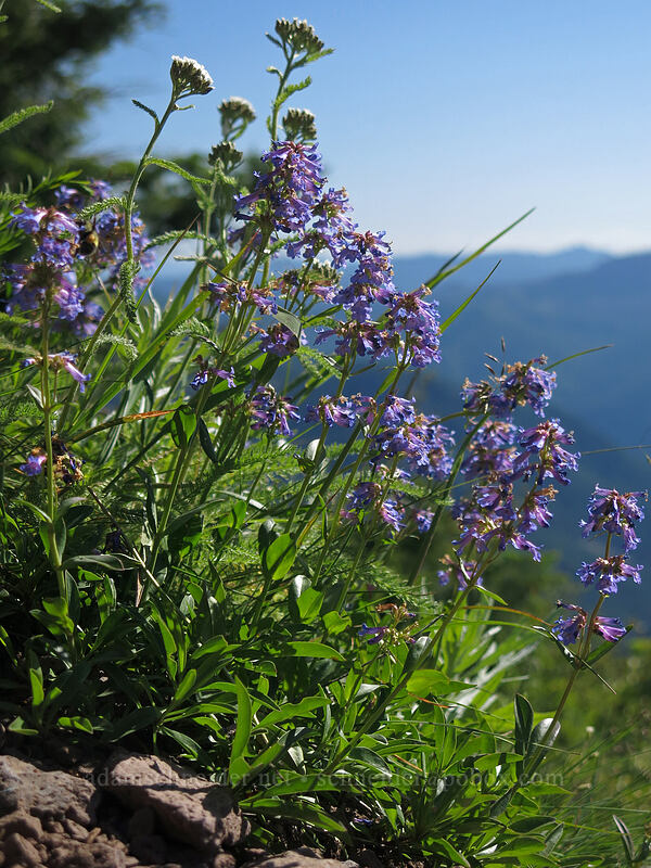 small-flowered penstemon & yarrow (Penstemon procerus, Achillea millefolium) [Iron Mountain Trail, Willamette National Forest, Linn County, Oregon]