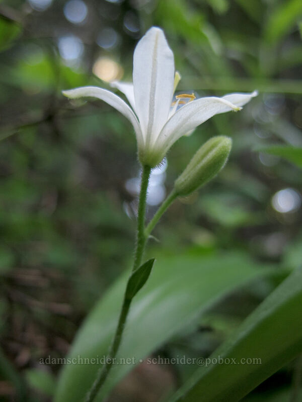 bead lily (Clintonia uniflora) [Iron Mountain Trail, Willamette National Forest, Linn County, Oregon]