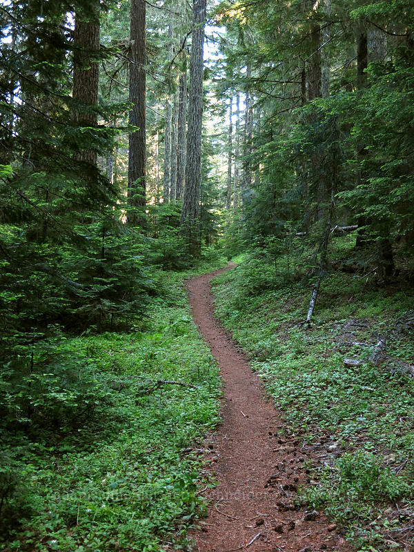 the trail [Santiam Wagon Road, Willamette National Forest, Linn County, Oregon]