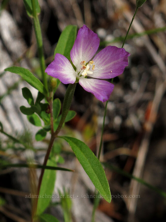farewell-to-spring (Clarkia amoena ssp. caurina) [Saddle Mountain Trail, Clatsop County, Oregon]
