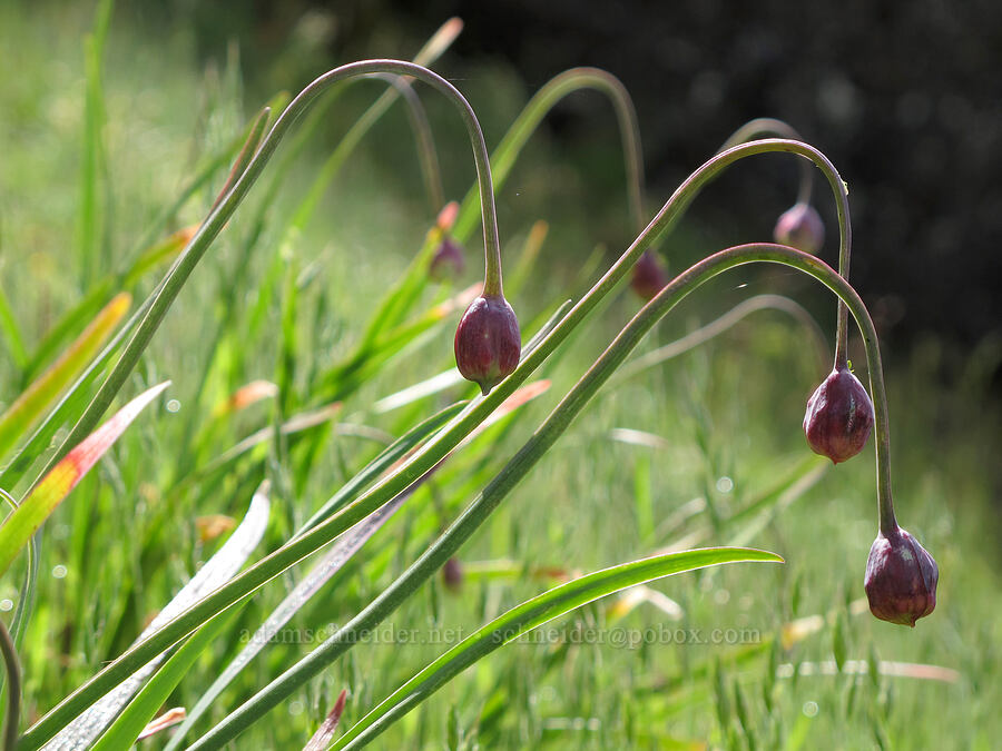 nodding onion (Allium cernuum) [Saddle Mountain Trail, Clatsop County, Oregon]