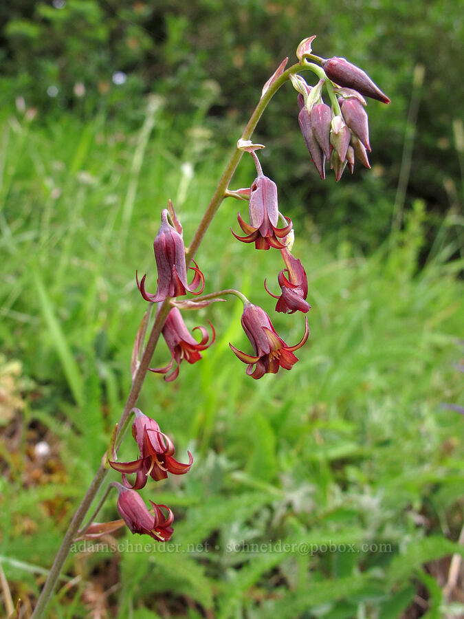 bronze bells (western feather-bells) (Anticlea occidentalis (Stenanthium occidentale)) [Saddle Mountain Trail, Clatsop County, Oregon]