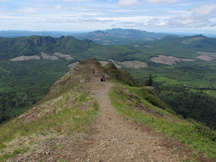 ridge with a view to the southwest [Saddle Mountain Trail, Clatsop County, Oregon]