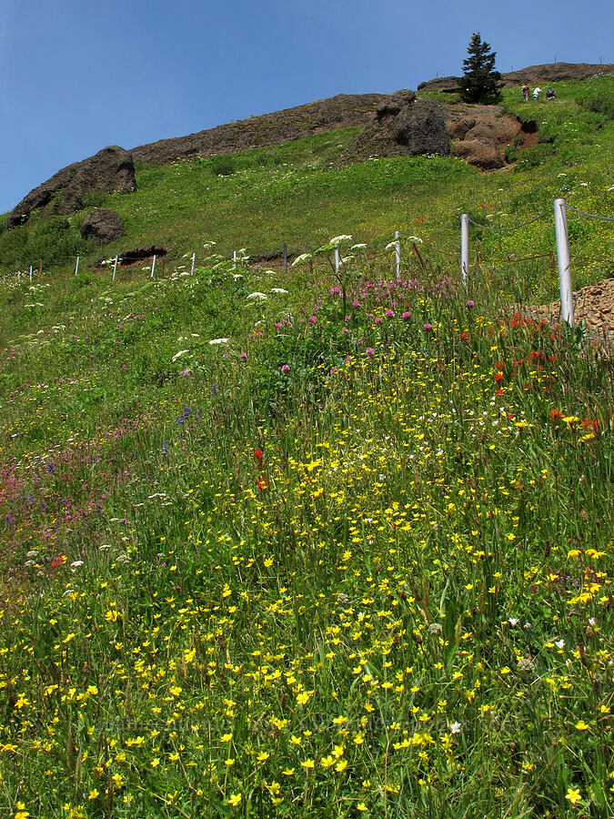 wildflowers [Saddle Mountain Trail, Clatsop County, Oregon]