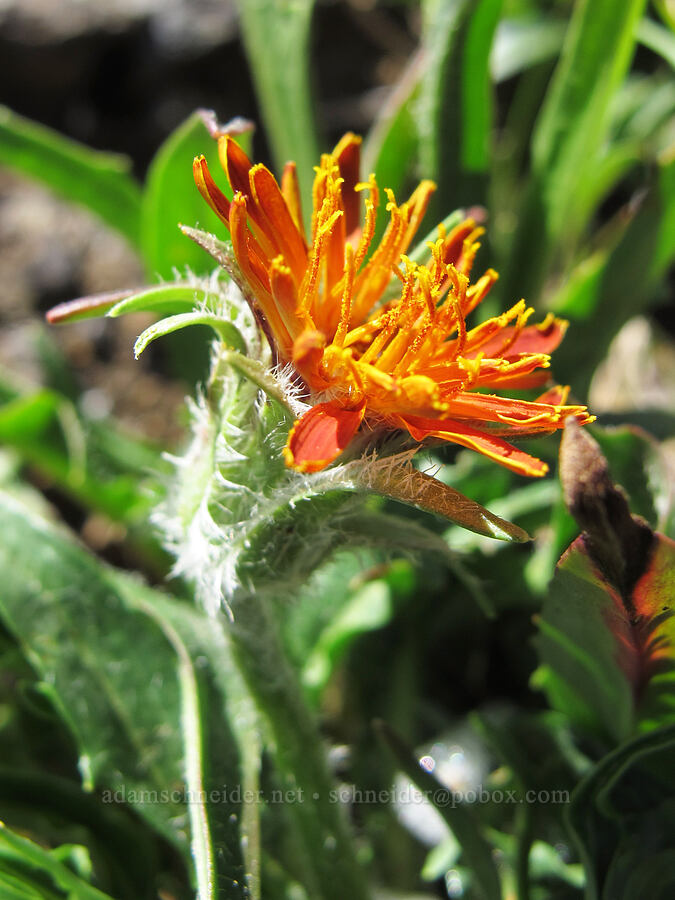 orange agoseris (Agoseris aurantiaca) [Saddle Mountain Trail, Clatsop County, Oregon]