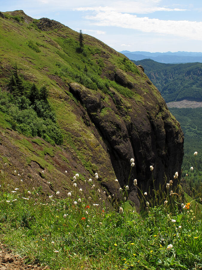 western bistort & cliffs (Bistorta bistortoides (Polygonum bistortoides)) [Saddle Mountain Trail, Clatsop County, Oregon]