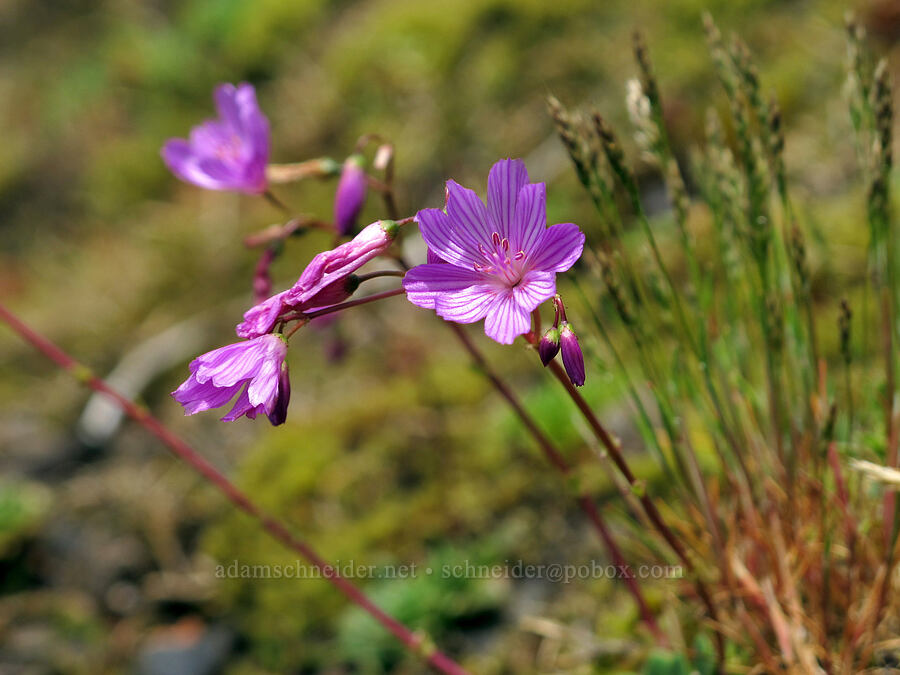 rosy lewisia (Lewisia columbiana var. rupicola) [Saddle Mountain Trail, Clatsop County, Oregon]