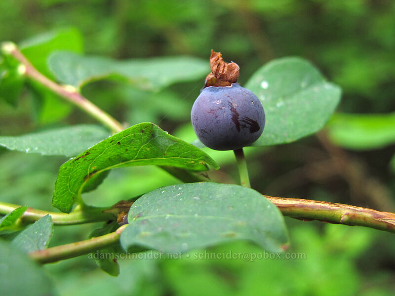 huckleberry (Vaccinium sp.) [Grouse Vista Trail, Gifford Pinchot National Forest, Clark County, Washington]