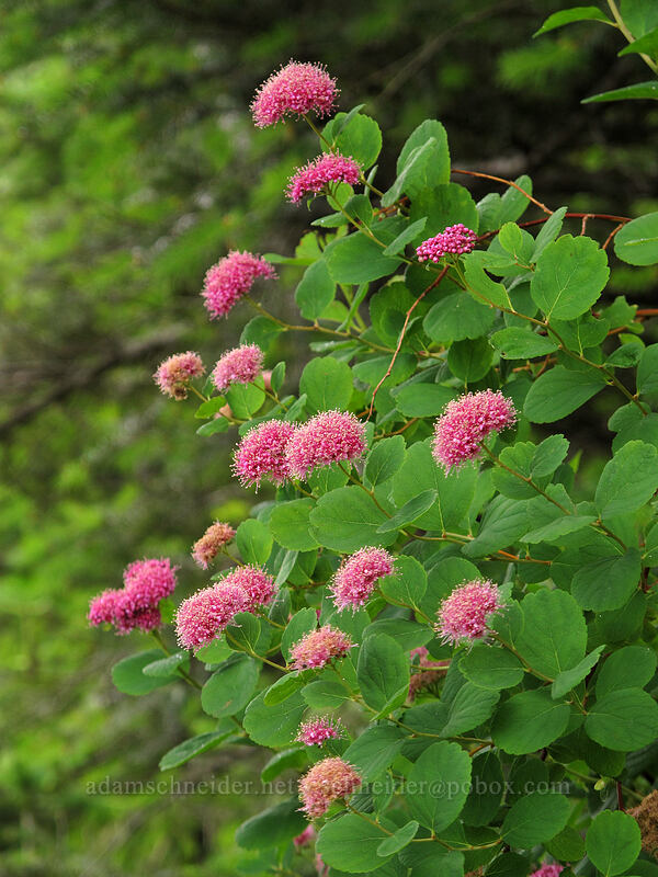 subalpine spirea (Spiraea splendens (Spiraea densiflora)) [Grouse Vista Trail, Gifford Pinchot National Forest, Clark County, Washington]