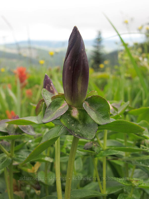 gentian, budding (Gentiana calycosa) [Grouse Vista Trail, Gifford Pinchot National Forest, Clark County, Washington]