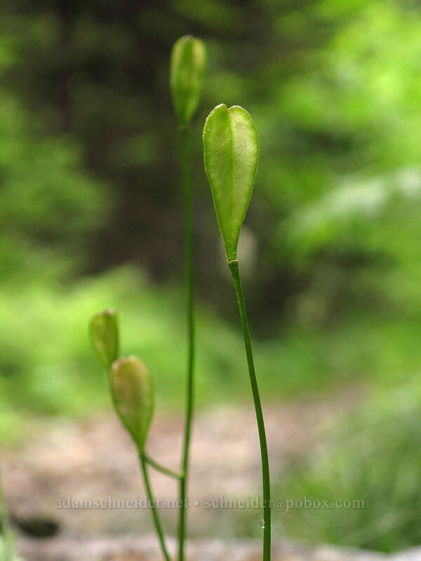 avalanche lily seed-pods (Erythronium montanum) [Grouse Vista Trail, Gifford Pinchot National Forest, Washington]