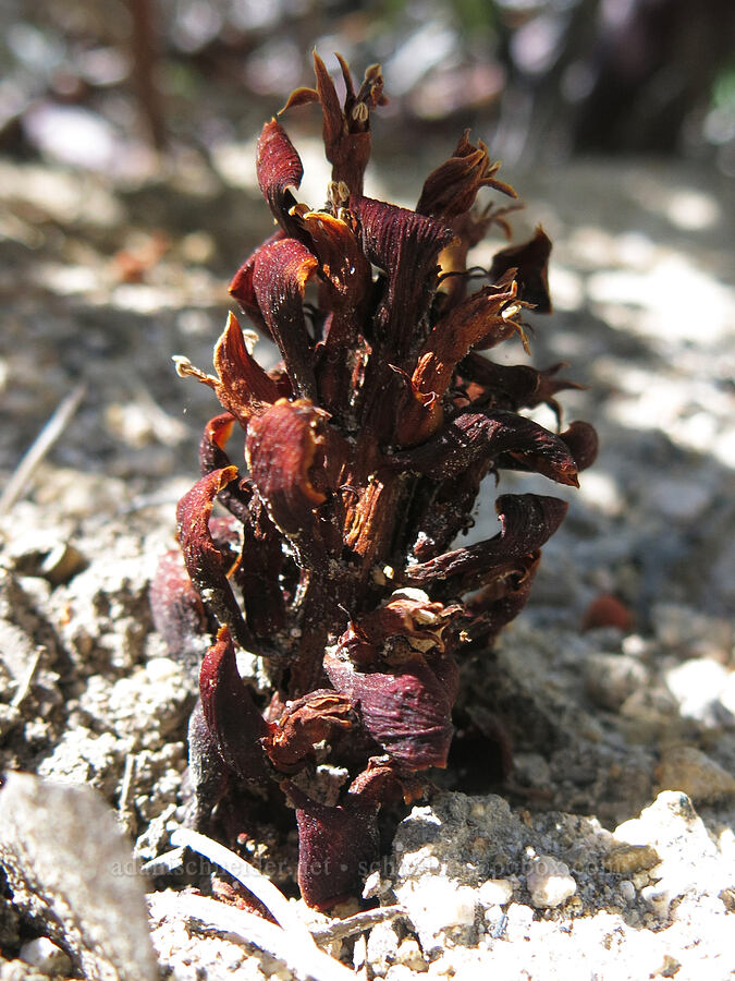 withered California ground-cone (Kopsiopsis strobilacea (Boschniakia strobilacea)) [Crags Trail, Castle Crags Wilderness, Shasta County, California]
