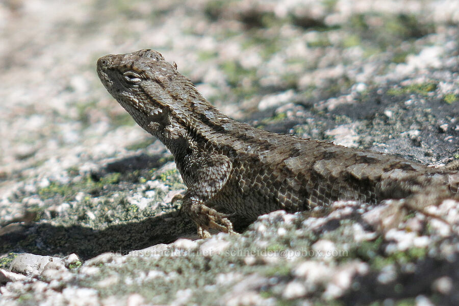 western fence lizard (Sceloporus occidentalis) [Castle Dome, Castle Crags Wilderness, Shasta County, California]