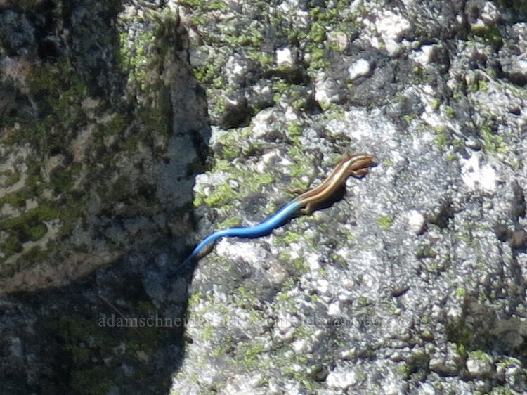 western skink with blue tail (Plestiodon skiltonianus) [Castle Dome saddle, Castle Crags Wilderness, Shasta County, California]