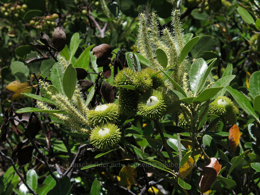 dwarf tan-oak acorns (Notholithocarpus densiflorus var. echinoides) [below Mt. Hubris, Castle Crags Wilderness, Shasta County, California]