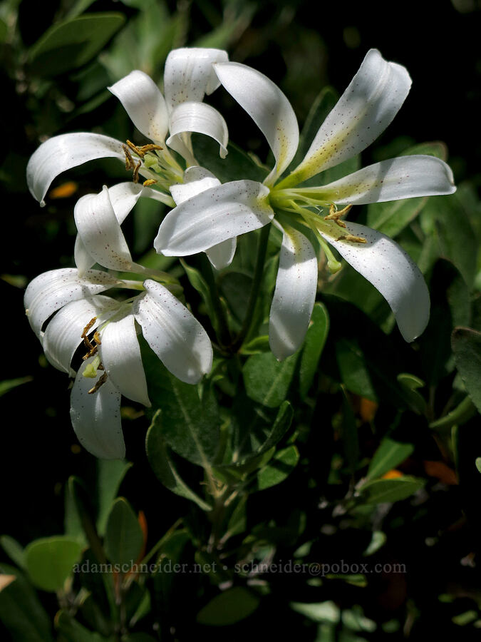 Washington lily (Lilium washingtonianum) [below Mt. Hubris, Castle Crags Wilderness, Shasta County, California]