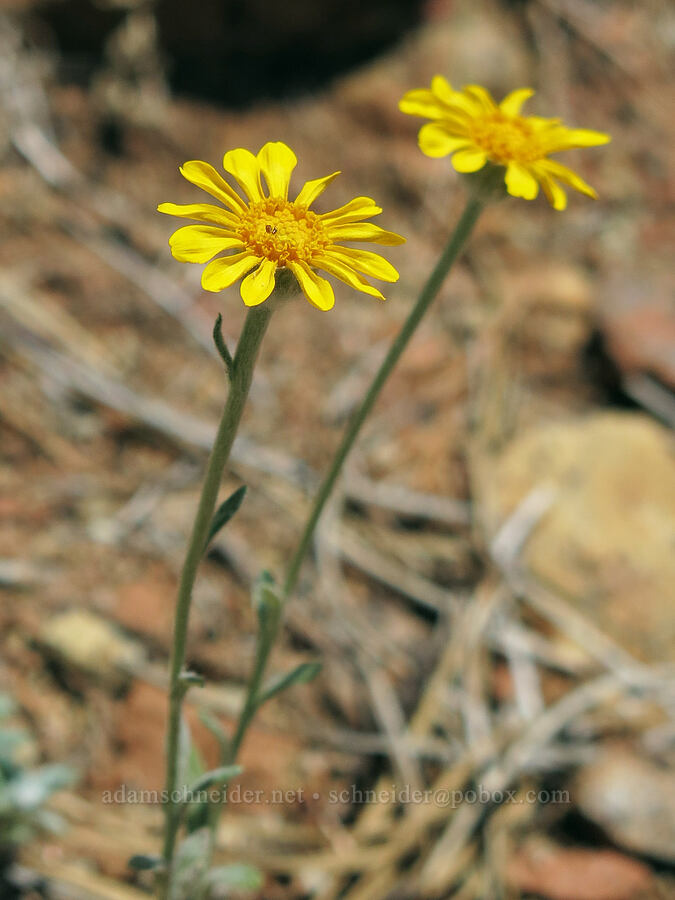 Oregon sunshine (woolly sunflower) (Eriophyllum lanatum var. grandiflorum) [Crags Trail, Castle Crags State Park, Shasta County, California]