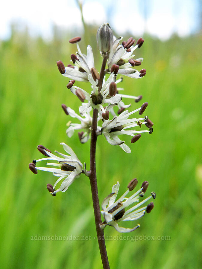 white rush-lily (Hastingsia alba) [Horse Heaven Meadows, Shasta-Trinity National Forest, Trinity County, California]
