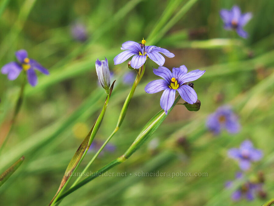 blue-eyed grass (Sisyrinchium bellum) [Horse Heaven Meadows, Shasta-Trinity National Forest, Trinity County, California]