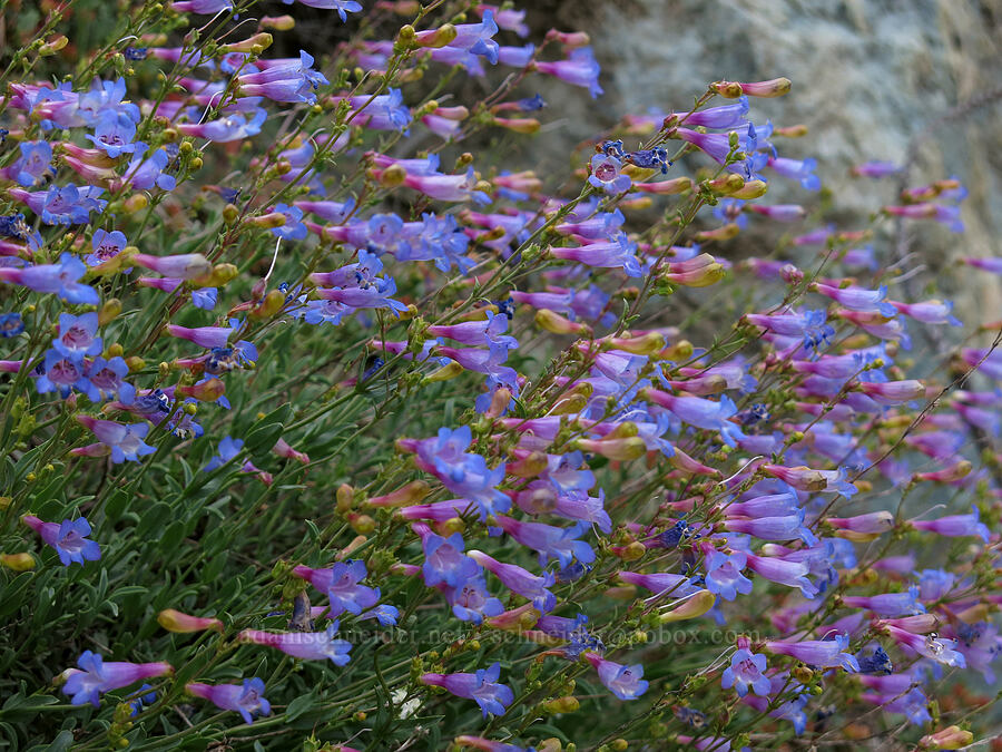 azure penstemon (Penstemon azureus) [Gumboot Trailhead, Shasta-Trinity National Forest, Trinity County, California]