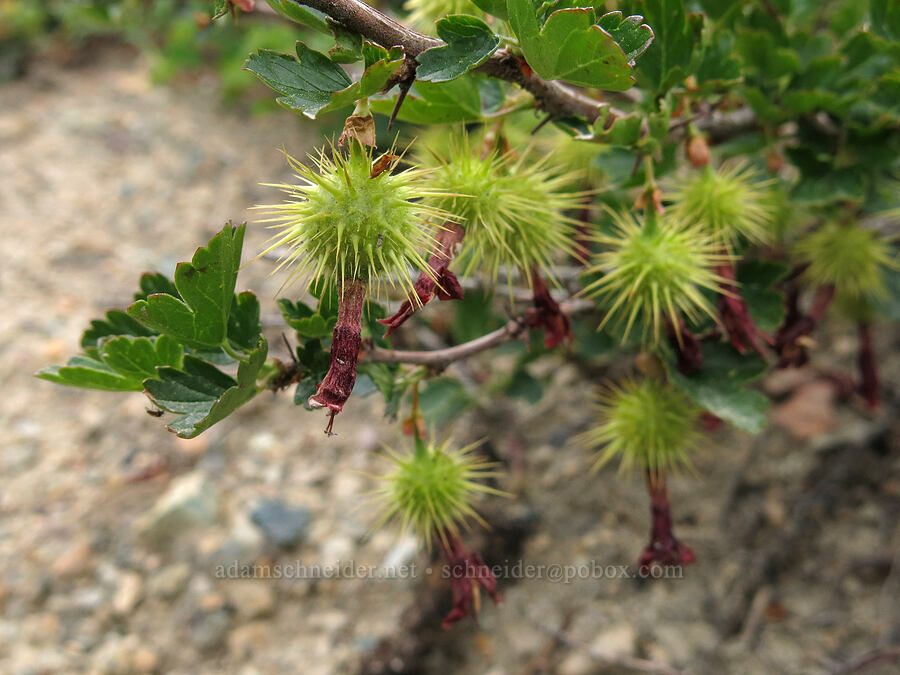 Sierra gooseberries (Ribes roezlii) [Gumboot Trailhead, Shasta-Trinity National Forest, Trinity County, California]