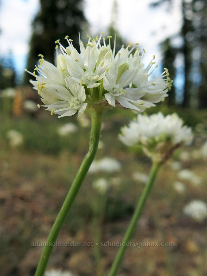 narrow-leaf onion (Allium amplectens) [Upper Gumboot Lake, Shasta-Trinity National Forest, Siskiyou County, California]