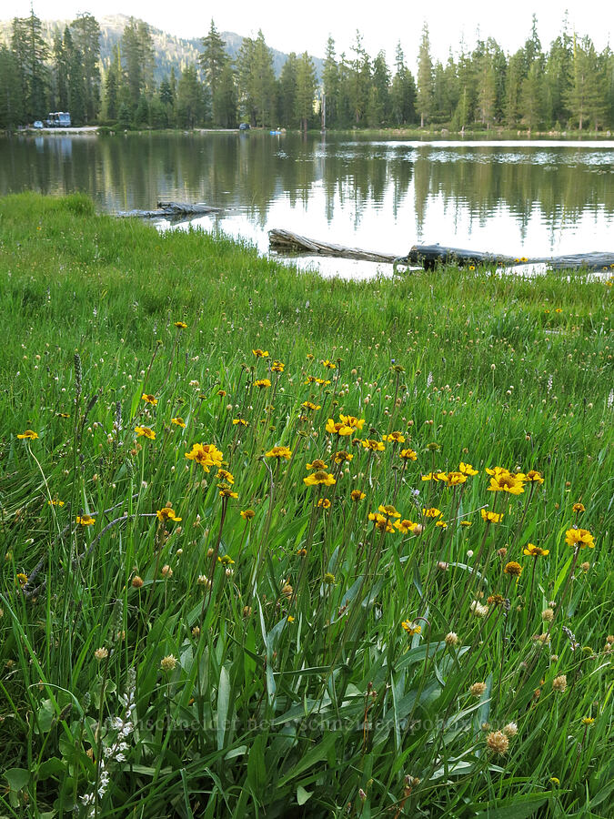 Bigelow's sneezeweed (Helenium bigelovii) [Gumboot Lake, Shasta-Trinity National Forest, Siskiyou County, California]