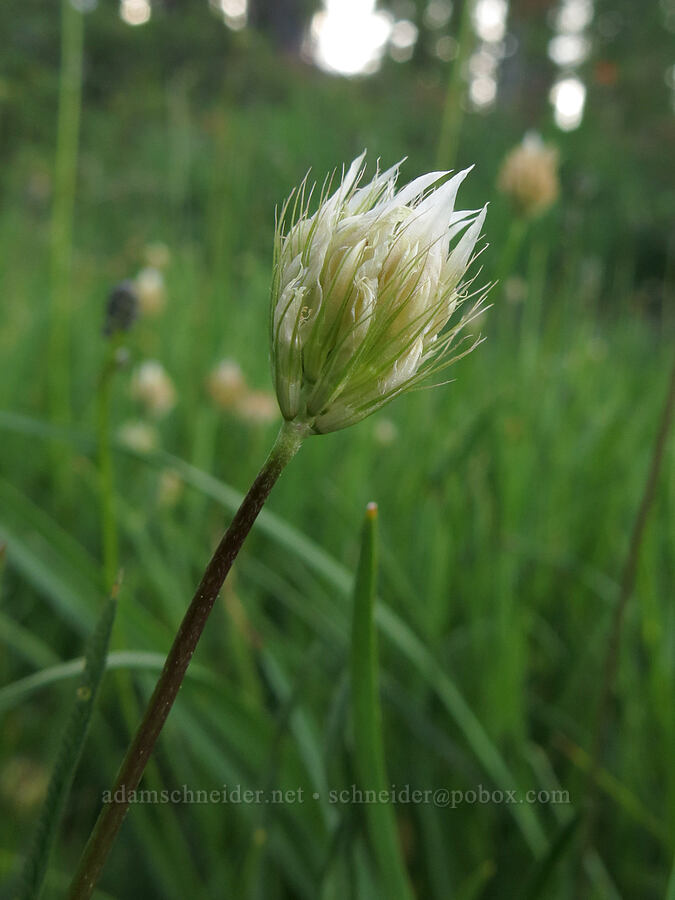 Elmer's clover (Trifolium longipes ssp. elmeri) [Gumboot Lake, Shasta-Trinity National Forest, Siskiyou County, California]