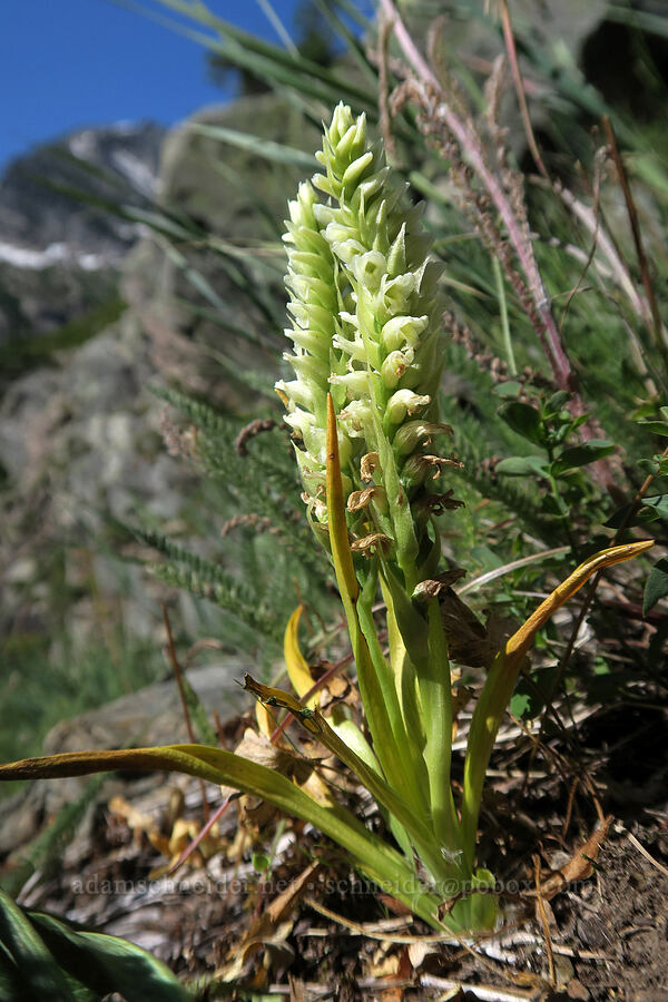 hooded ladies'-tresses (Spiranthes romanzoffiana) [above Leigh Lake, Cabinet Mountains Wilderness, Lincoln County, Montana]
