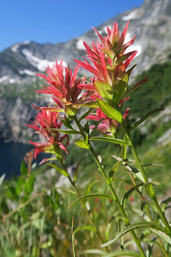 paintbrush (Castilleja sp.) [above Leigh Lake, Cabinet Mountains Wilderness, Lincoln County, Montana]