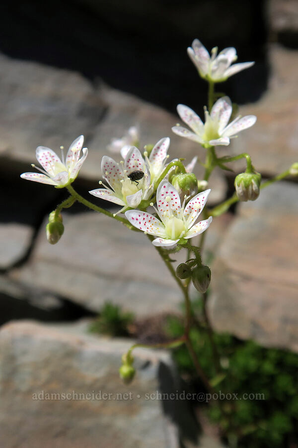 spotted saxifrage (Saxifraga bronchialis ssp. austromontana (Saxifraga austromontana)) [Snowshoe Peak-Bockman Peak ridge, Cabinet Mountains Wilderness, Lincoln County, Montana]