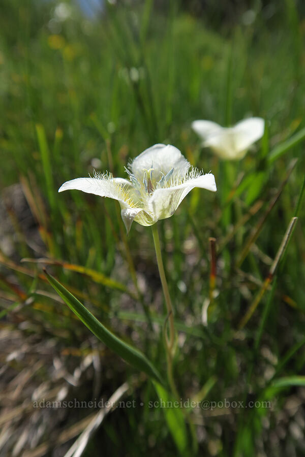 three-spot mariposa lily (Calochortus apiculatus) [above Leigh Lake, Cabinet Mountains Wilderness, Lincoln County, Montana]