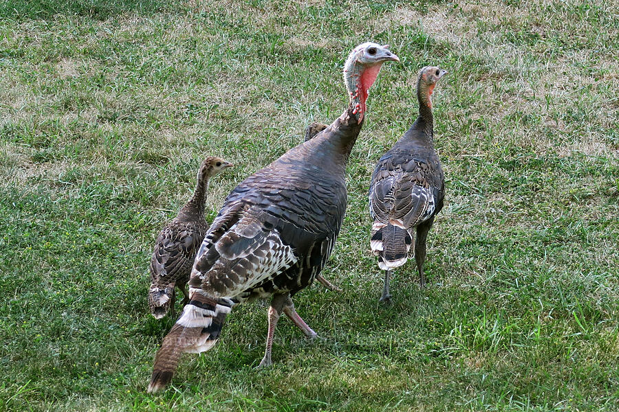 wild turkeys (Meleagris gallopavo) [Bowen Hill Road, Libby, Lincoln County, Montana]