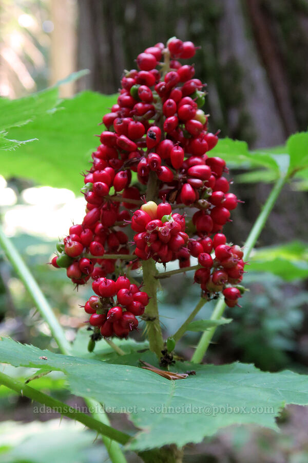 devil's-club berries (Oplopanax horridus) [Ross Creek Cedars Scenic Area, Kootenai National Forest, Lincoln County, Montana]